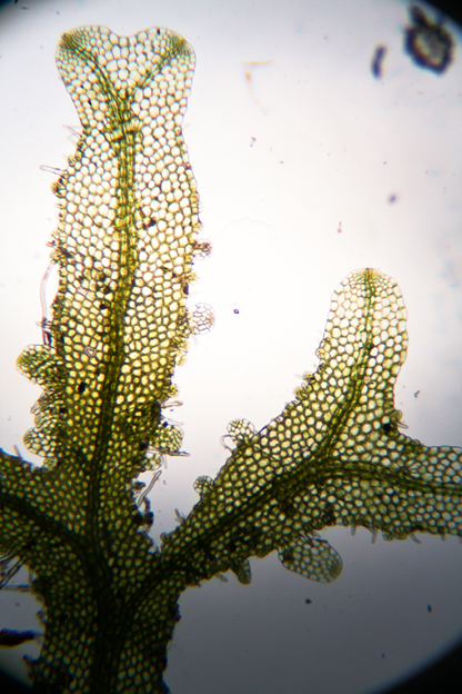 Metzgeria furcata